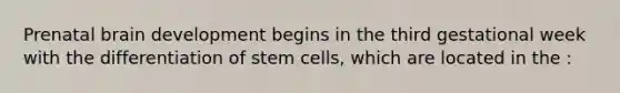 Prenatal brain development begins in the third gestational week with the differentiation of stem cells, which are located in the :