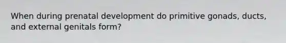 When during prenatal development do primitive gonads, ducts, and external genitals form?