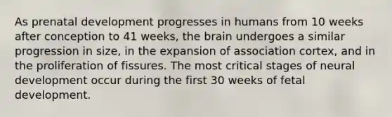 As prenatal development progresses in humans from 10 weeks after conception to 41 weeks, the brain undergoes a similar progression in size, in the expansion of association cortex, and in the proliferation of fissures. The most critical stages of neural development occur during the first 30 weeks of fetal development.