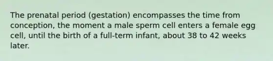 The prenatal period (gestation) encompasses the time from conception, the moment a male sperm cell enters a female egg cell, until the birth of a full-term infant, about 38 to 42 weeks later.