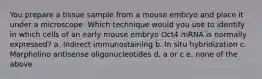 You prepare a tissue sample from a mouse embryo and place it under a microscope. Which technique would you use to identify in which cells of an early mouse embryo Oct4 mRNA is normally expressed? a. Indirect immunostaining b. In situ hybridization c. Morpholino antisense oligonucleotides d. a or c e. none of the above