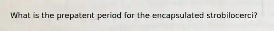 What is the prepatent period for the encapsulated strobilocerci?