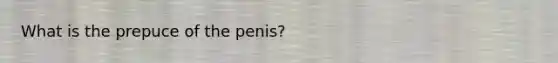 What is the prepuce of the penis?