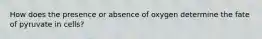 How does the presence or absence of oxygen determine the fate of pyruvate in cells?