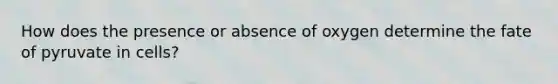 How does the presence or absence of oxygen determine the fate of pyruvate in cells?