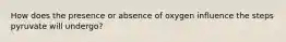 How does the presence or absence of oxygen influence the steps pyruvate will undergo?