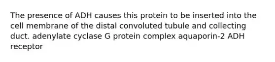 The presence of ADH causes this protein to be inserted into the cell membrane of the distal convoluted tubule and collecting duct. adenylate cyclase G protein complex aquaporin-2 ADH receptor