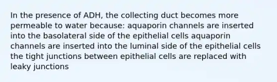 In the presence of ADH, the collecting duct becomes more permeable to water because: aquaporin channels are inserted into the basolateral side of the epithelial cells aquaporin channels are inserted into the luminal side of the epithelial cells the tight junctions between epithelial cells are replaced with leaky junctions