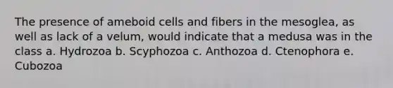 The presence of ameboid cells and fibers in the mesoglea, as well as lack of a velum, would indicate that a medusa was in the class a. Hydrozoa b. Scyphozoa c. Anthozoa d. Ctenophora e. Cubozoa