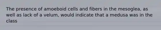 The presence of amoeboid cells and fibers in the mesoglea, as well as lack of a velum, would indicate that a medusa was in the class