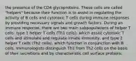 the presence of the CD4 glycoproteins. These cells are called "helpers" because their function is to assist in regulating the activity of B cells and cytotoxic T cells during immune responses by providing necessary signals and growth factors. During an immune response, there are two main subpopulations of helper T cells: type 1 helper T cells (Th1 cells), which assist cytotoxic T cells and stimulate and regulate innate immunity, and type 2 helper T cells (Th2 cells), which function in conjunction with B cells. Immunologists distinguish Th1 from Th2 cells on the basis of their secretions and by characteristic cell surface proteins.