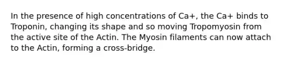 In the presence of high concentrations of Ca+, the Ca+ binds to Troponin, changing its shape and so moving Tropomyosin from the active site of the Actin. The Myosin filaments can now attach to the Actin, forming a cross-bridge.