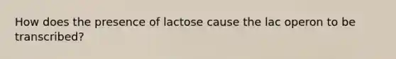 How does the presence of lactose cause the lac operon to be transcribed?