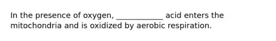 In the presence of oxygen, ____________ acid enters the mitochondria and is oxidized by aerobic respiration.