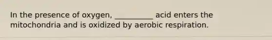 In the presence of oxygen, __________ acid enters the mitochondria and is oxidized by aerobic respiration.