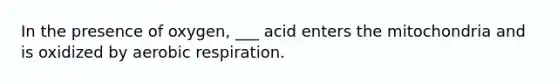 In the presence of oxygen, ___ acid enters the mitochondria and is oxidized by aerobic respiration.