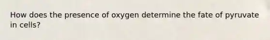 How does the presence of oxygen determine the fate of pyruvate in cells?