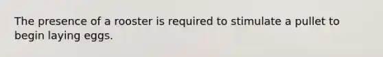 The presence of a rooster is required to stimulate a pullet to begin laying eggs.