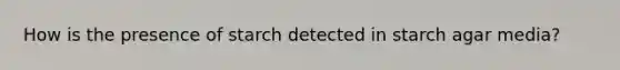 How is the presence of starch detected in starch agar media?