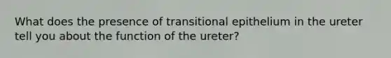 What does the presence of transitional epithelium in the ureter tell you about the function of the ureter?