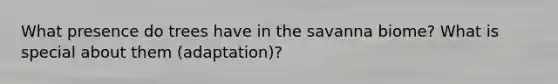 What presence do trees have in the savanna biome? What is special about them (adaptation)?