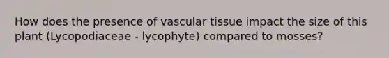 How does the presence of vascular tissue impact the size of this plant (Lycopodiaceae - lycophyte) compared to mosses?