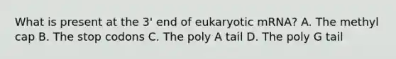 What is present at the 3' end of eukaryotic mRNA? A. The methyl cap B. The stop codons C. The poly A tail D. The poly G tail