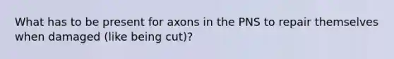 What has to be present for axons in the PNS to repair themselves when damaged (like being cut)?