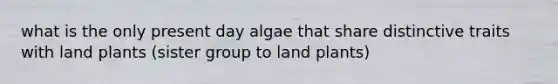 what is the only present day algae that share distinctive traits with land plants (sister group to land plants)