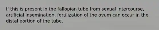 If this is present in the fallopian tube from sexual intercourse, artificial insemination, fertilization of the ovum can occur in the distal portion of the tube.