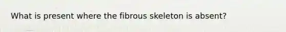 What is present where the fibrous skeleton is absent?