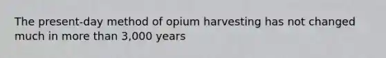 The present-day method of opium harvesting has not changed much in more than 3,000 years