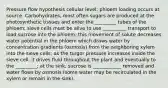 Pressure flow hypothesis cellular level: phloem loading occurs at source. Carbohydrates, most often sugars are produced at the photosynthetic tissues and enter the _________ tubes of the phloem; sieve cells must be alive to use __________ transport to load sucrose into the phloem; this movement of solute decreases water potential in the phloem which draws water by concentration gradients (osmosis) from the neighboring xylem into the sieve cells; as the turgor pressure increases inside the sieve cell, it drives fluid throughout the plant and eventually to the _________; at the sink, sucrose is ____________ removed and water flows by osmosis (some water may be recirculated in the xylem or remain in the sink)