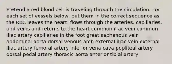 Pretend a red blood cell is traveling through the circulation. For each set of vessels below, put them in the correct sequence as the RBC leaves <a href='https://www.questionai.com/knowledge/kya8ocqc6o-the-heart' class='anchor-knowledge'>the heart</a>, flows through the arteries, capillaries, and veins and returns to the heart common iliac vein common iliac artery capillaries in the foot great saphenous vein abdominal aorta dorsal venous arch external iliac vein external iliac artery femoral artery inferior vena cava popliteal artery dorsal pedal artery thoracic aorta anterior tibial artery