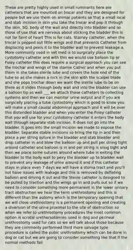 These are pretty highly used in small ruminants here are catheters that are mounted on trocar and they are designed for people but we use them on animal patients so that a small local and stab incision in skin you take the trocar and pop it through the skin, SQ, body of the wall and directly into bladder and so those of use that are nervous about sticking the bladder this is not for faint of heart This is for cats. Stainey catheter, when the trocar is popped out little wings and that prevents Catheter from displacing and pexis it to the bladder wall to prevent leakage a. More commonly used in vet med is to surgically place the cystotomy catheter and with this we would use balloon tip or Foley catheter this does require a surgical approach you can see the trochar and wings of the stamie Cather and when you put them in she takes sterile lube and covers the hole end of the tube so as she makes a nick in the skin with the scalpel blade and she pops trochar down we want the sterile lube to be on there as it slides through body wall and into the bladder can use a balloon tip as well ___ we attach those catheters to collecting systems and then we can monitor urine output and if you are surgically placing a tube cystostomy which is good to know you will make a small caudal abdominal approach and it will be over this distended bladder and when you enter the Foley catheter that you will use for your cystotomy catheter it enters the body wall through separate stab incision. It does not go into the bladder. It goes into the small incision we made to expose the bladder. Separate stable incisions so bring the tip in and then place a per string suture in the bladder and stab bladder and drop catheter in and blow the balloon up and pull per string tight around catheter and balloon is in and per string is snug tight and then we place some sutures around where tube is exiting the bladder to the body wall to pexy the bladder up to bladder wall to prevent any leakage of urine around it and if this catheter stays in place even 7 days we will have a stoma tract and you'll not have issues with leakage and this is removed by deflating balloon and driving it out and the Stevie catheter is designed to be pulled by traction and the wings go in and pulls out so if we need to consider something more permanent in the lower urinary tract obstruction we hear the term urethrostomy and this is different than the automy which is the temporary opening that we will close urethrostomy is a permanent opening and creating a diversion of the urine proximal to the site of obstruction so when we refer to urethrostomy procedures the most common option is scrotal urethorsotomies used in dog and perineal urethrostomy used for cats so we will talk about those because they are commonly performed third more salvage type procedure is called the pubic urethrostomy which can be done in dog or cat but we are going to consider something like that if the normal methods fail