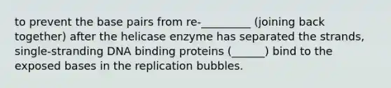 to prevent the base pairs from re-_________ (joining back together) after the helicase enzyme has separated the strands, single-stranding DNA binding proteins (______) bind to the exposed bases in the replication bubbles.