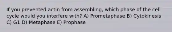 If you prevented actin from assembling, which phase of the cell cycle would you interfere with? A) Prometaphase B) Cytokinesis C) G1 D) Metaphase E) Prophase