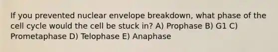 If you prevented nuclear envelope breakdown, what phase of the cell cycle would the cell be stuck in? A) Prophase B) G1 C) Prometaphase D) Telophase E) Anaphase