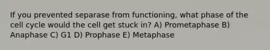 If you prevented separase from functioning, what phase of the <a href='https://www.questionai.com/knowledge/keQNMM7c75-cell-cycle' class='anchor-knowledge'>cell cycle</a> would the cell get stuck in? A) Prometaphase B) Anaphase C) G1 D) Prophase E) Metaphase