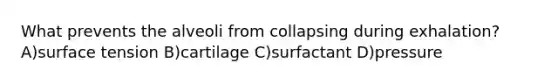 What prevents the alveoli from collapsing during exhalation? A)surface tension B)cartilage C)surfactant D)pressure