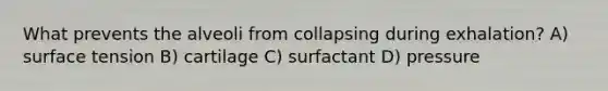 What prevents the alveoli from collapsing during exhalation? A) surface tension B) cartilage C) surfactant D) pressure