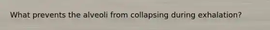 What prevents the alveoli from collapsing during exhalation?