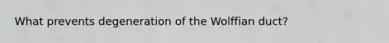 What prevents degeneration of the Wolffian duct?