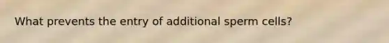 What prevents the entry of additional sperm cells?