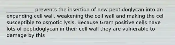 ___________ prevents the insertion of new peptidoglycan into an expanding cell wall, weakening the cell wall and making the cell susceptible to osmotic lysis. Because Gram positive cells have lots of peptidoglycan in their cell wall they are vulnerable to damage by this