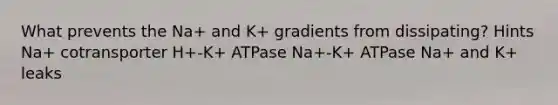 What prevents the Na+ and K+ gradients from dissipating? Hints Na+ cotransporter H+-K+ ATPase Na+-K+ ATPase Na+ and K+ leaks