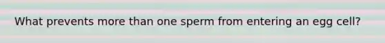 What prevents more than one sperm from entering an egg cell?