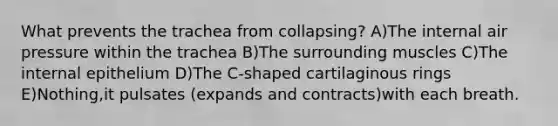 What prevents the trachea from collapsing? A)The internal air pressure within the trachea B)The surrounding muscles C)The internal epithelium D)The C-shaped cartilaginous rings E)Nothing,it pulsates (expands and contracts)with each breath.