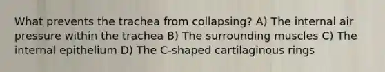 What prevents the trachea from collapsing? A) The internal air pressure within the trachea B) The surrounding muscles C) The internal epithelium D) The C-shaped cartilaginous rings