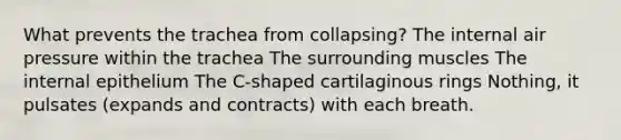 What prevents the trachea from collapsing? The internal air pressure within the trachea The surrounding muscles The internal epithelium The C-shaped cartilaginous rings Nothing, it pulsates (expands and contracts) with each breath.